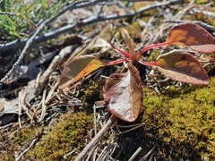 Orthilia secunda
