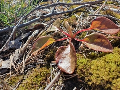 Orthilia secunda