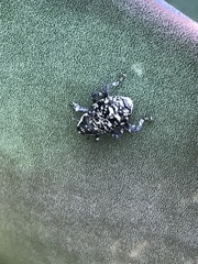 Peltophorus polymitus