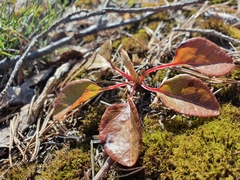 Orthilia secunda