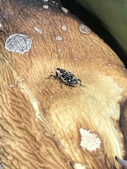 Peltophorus polymitus