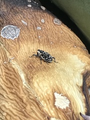 Peltophorus polymitus