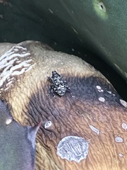 Peltophorus polymitus