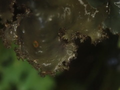 Sticta caliginosa