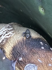 Peltophorus polymitus