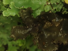 Sticta caliginosa