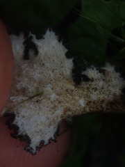 Sticta caliginosa
