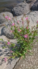 Oenothera rosea