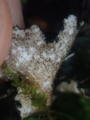 Sticta caliginosa