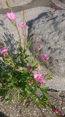 Oenothera rosea