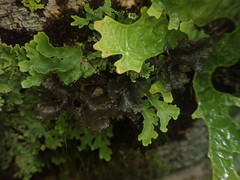 Sticta caliginosa