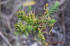 Oedera capensis