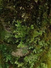 Sticta caliginosa