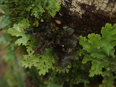 Sticta caliginosa