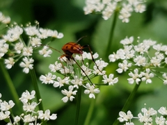 Stenurella septempunctata