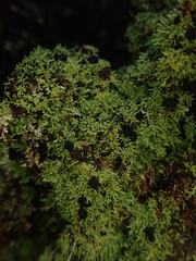 Neophyllis melacarpa