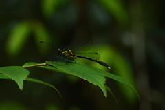 Fukienogomphus prometheus