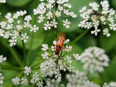 Stenurella septempunctata
