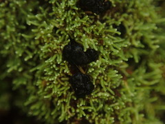 Neophyllis melacarpa