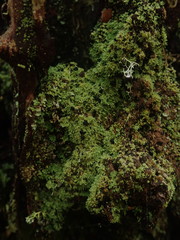 Neophyllis melacarpa