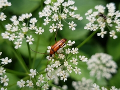 Stenurella septempunctata