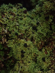 Neophyllis melacarpa