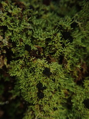 Neophyllis melacarpa