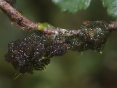 Leptogidium contortum