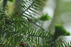 Leptogomphus intermedius
