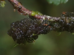 Leptogidium contortum