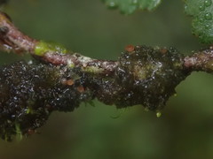 Leptogidium contortum