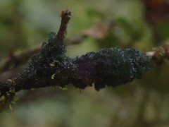 Leptogidium contortum