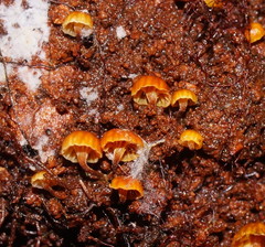 Xeromphalina leonina