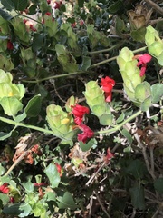 Petalidium bracteatum