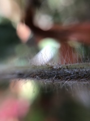 Petalidium bracteatum