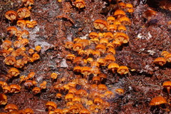 Xeromphalina leonina
