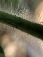 Petalidium bracteatum