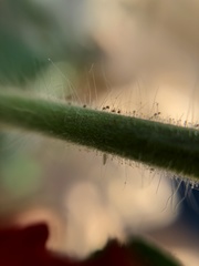 Petalidium bracteatum