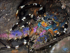 Panulirus ornatus