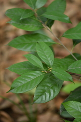 Lithocarpus glaber