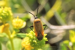 Brachycoleus pilicornis