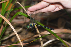 Macromia fulgidifrons