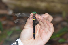 Macromia fulgidifrons