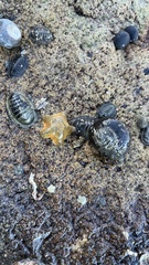 Patiriella regularis