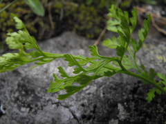 Cryptogramma crispa