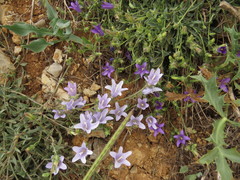 Campanula stricta