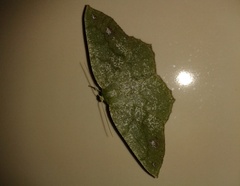 Himeromima aulis