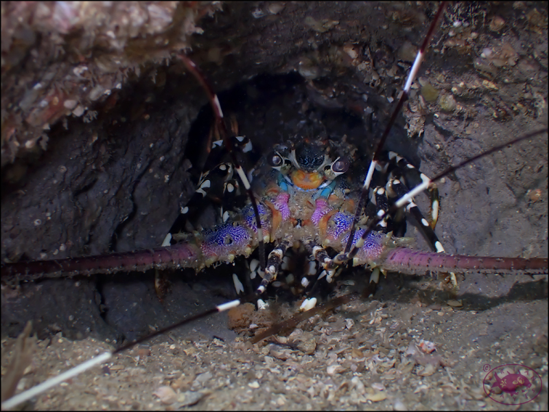 Photo of Ornate Spiny Lobster (Panulirus ornatus)