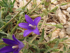 Campanula stricta