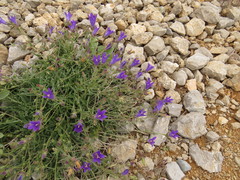 Campanula stricta